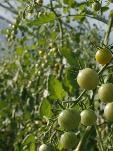 tomatoes (1)