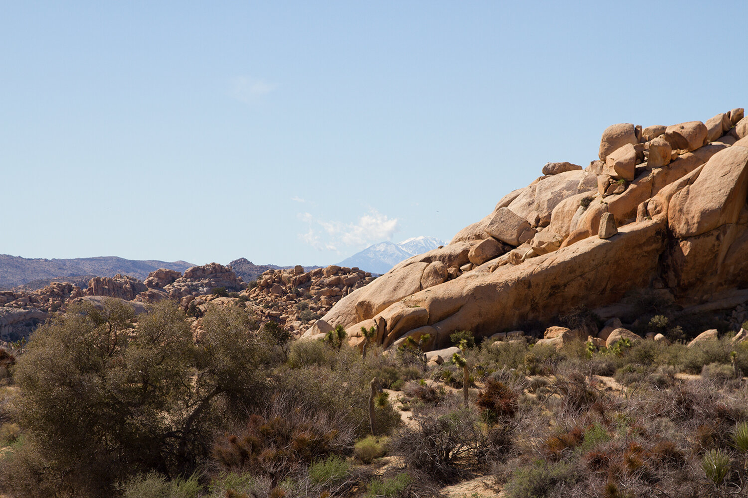 out and about: joshua tree | reading my tea leaves