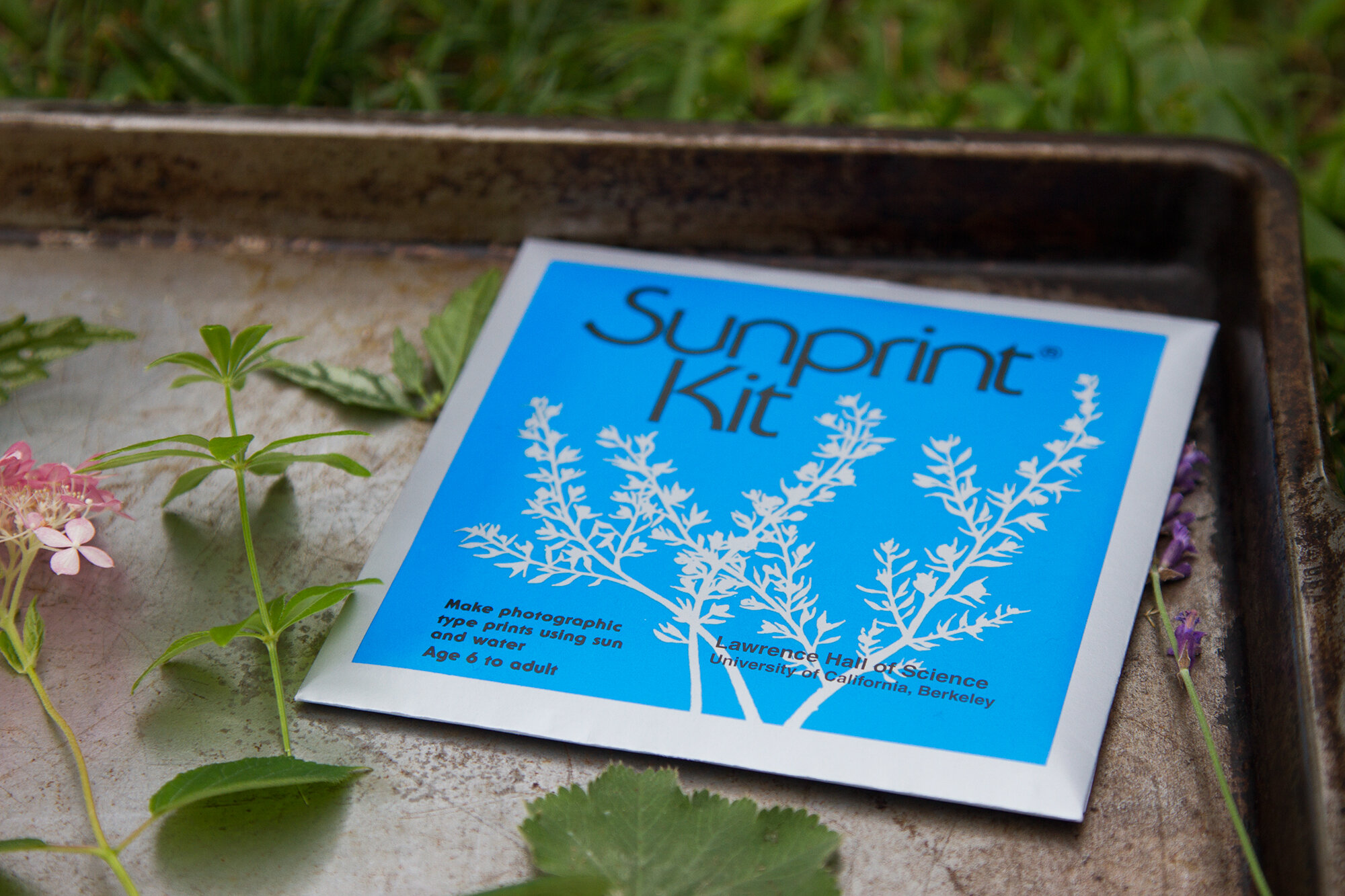 sunprints | reading my tea leaves