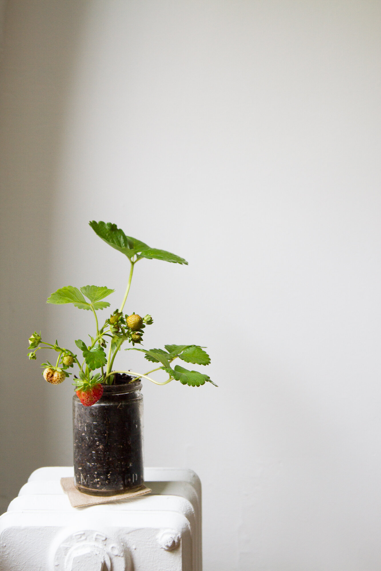 strawberry plant | reading my tea leaves