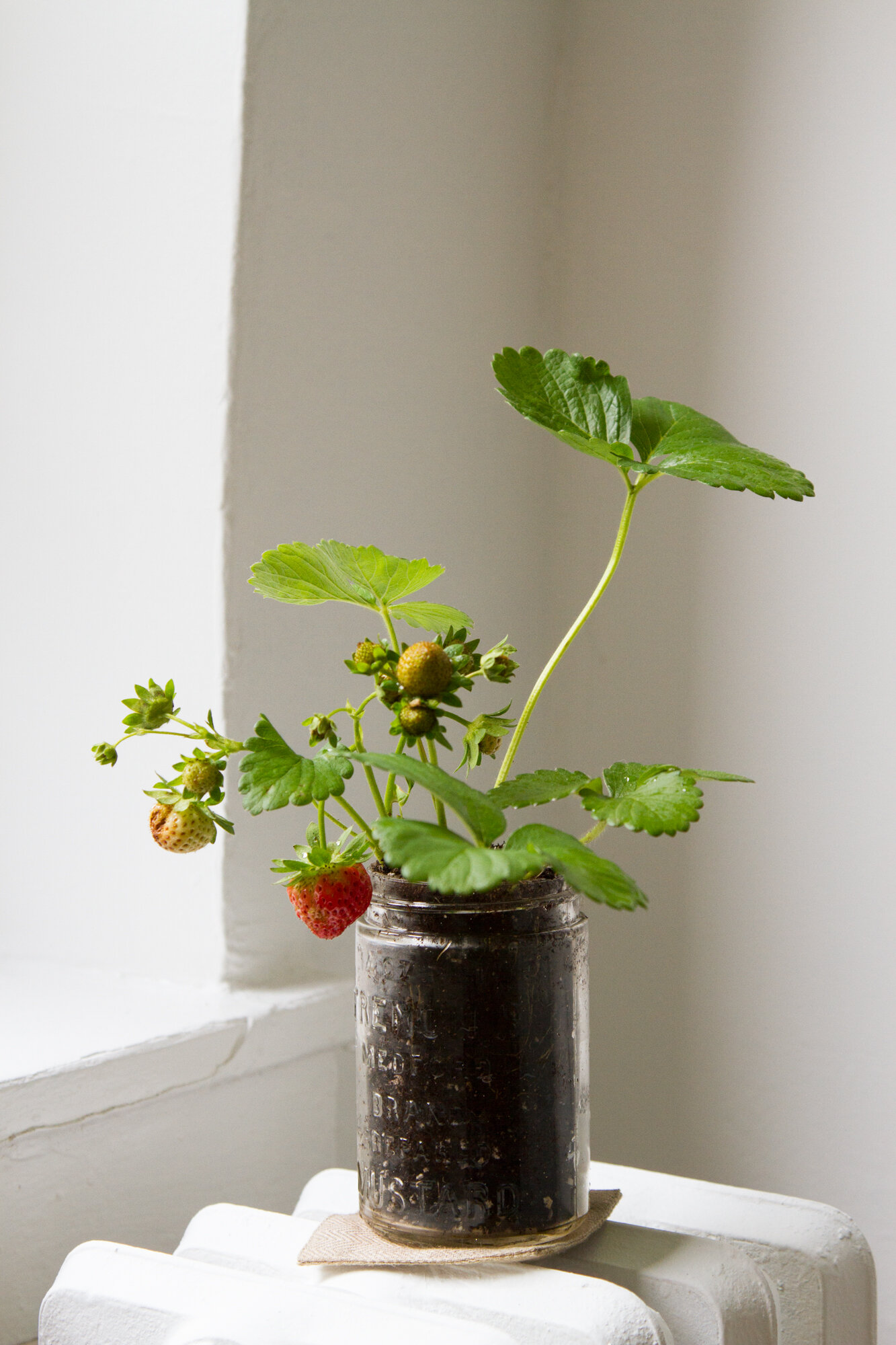 strawberry plant | reading my tea leaves