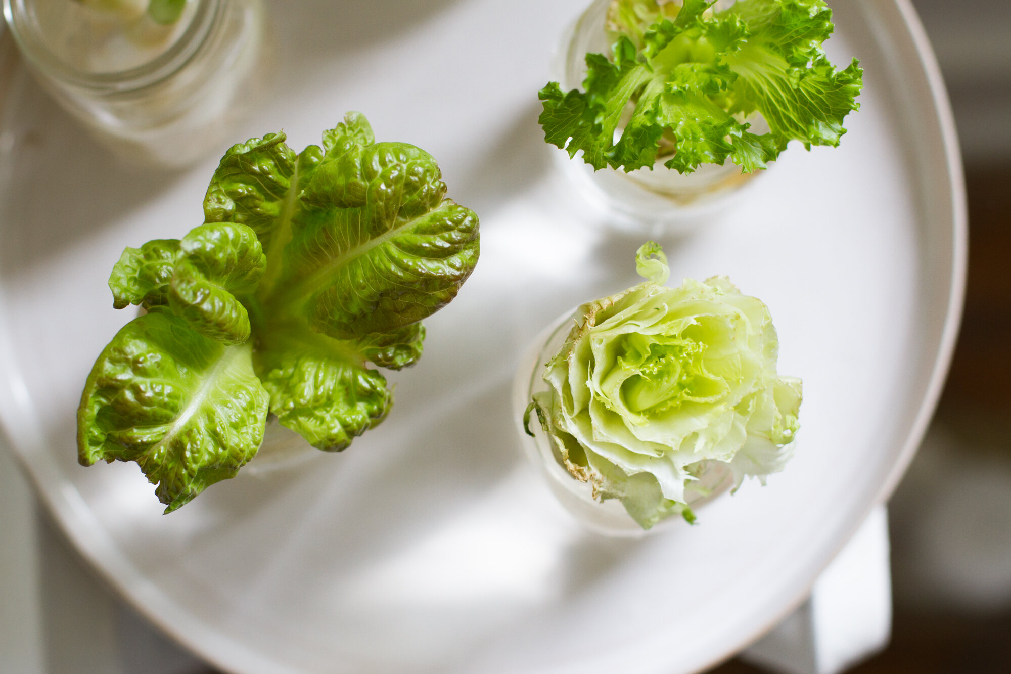 lettuce sprouts | reading my tea leaves
